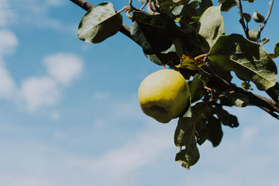 Close-up of fruits growing on tree against sky