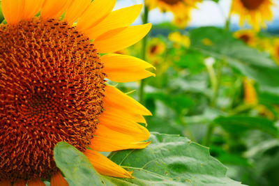 Close-up of sunflower