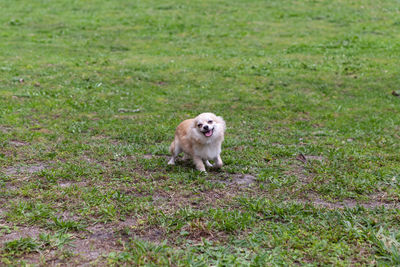 Funny pomeranian chihuahua mix playing in a green yard in florida.