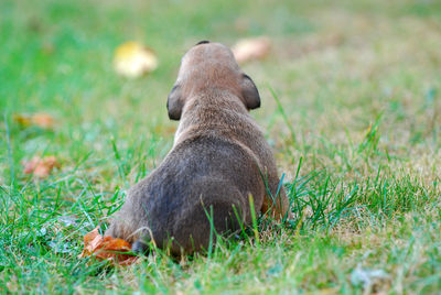 View of dog on field