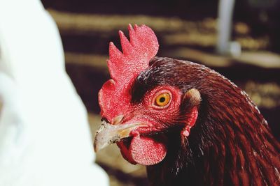 Close-up of hen 