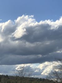 Low angle view of trees against sky