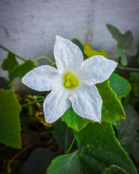 Close-up of white flowering plant