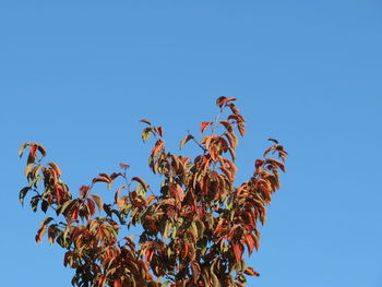 Low angle view of plants against clear blue sky