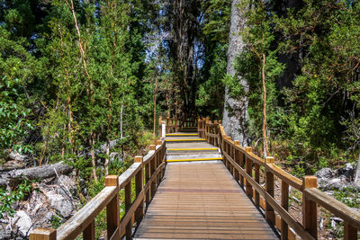 Rear view of man walking on footbridge in forest