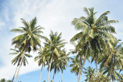 tropical climate