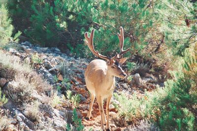 Deer in a forest