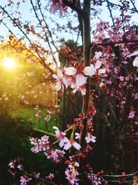 Close-up of pink cherry blossoms against sky