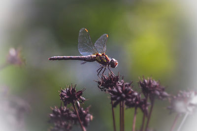 Close-up of dragonfly on purple flower