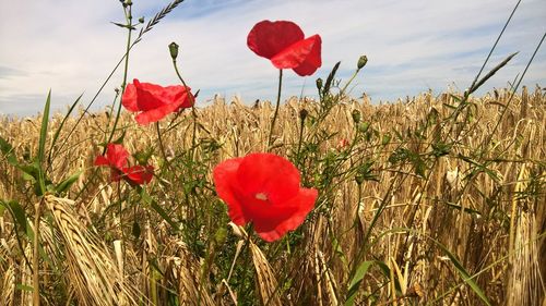 Close-up of red flowers blooming in field