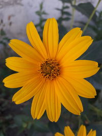 Close-up of yellow flower blooming outdoors