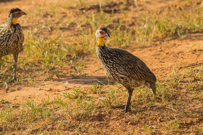 Mallard duck on field