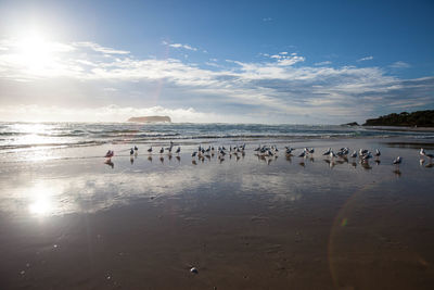 Birds swimming in sea against sky