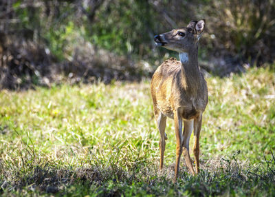 Deer standing on field