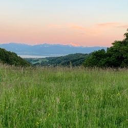 Scenic view of field against sky during sunset