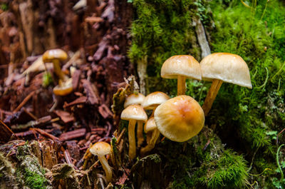 Close-up of mushrooms growing on field