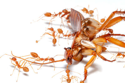 Close-up of insect on white background