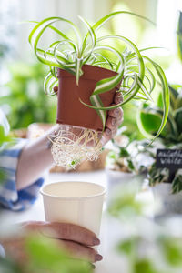 Cropped hand of woman holding drink on table