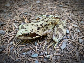 High angle view of frog on field