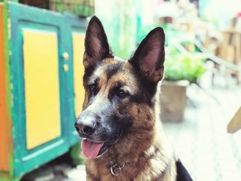 Close-up portrait of dog looking away