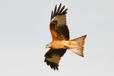 Low angle view of eagle flying against clear sky