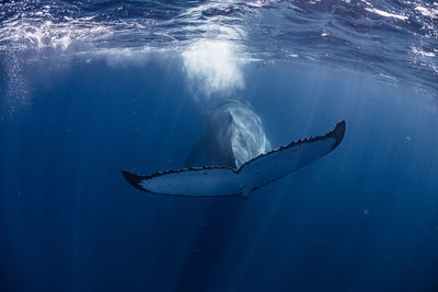 Close-up of fish swimming in sea