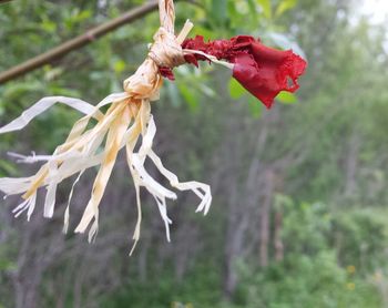 Close-up of flowers