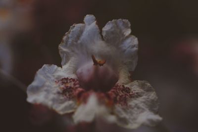 Close-up of white flowering plant