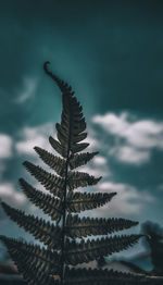 Close-up of fern against sky