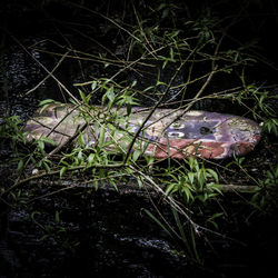 Close-up of frog on field in forest