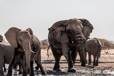 The elephant in namibia