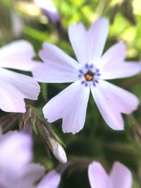Close-up of osteospermum blooming outdoors