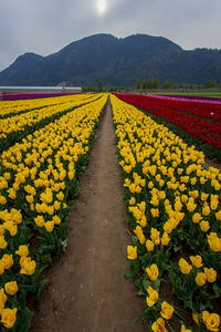 Yellow flowers growing on field