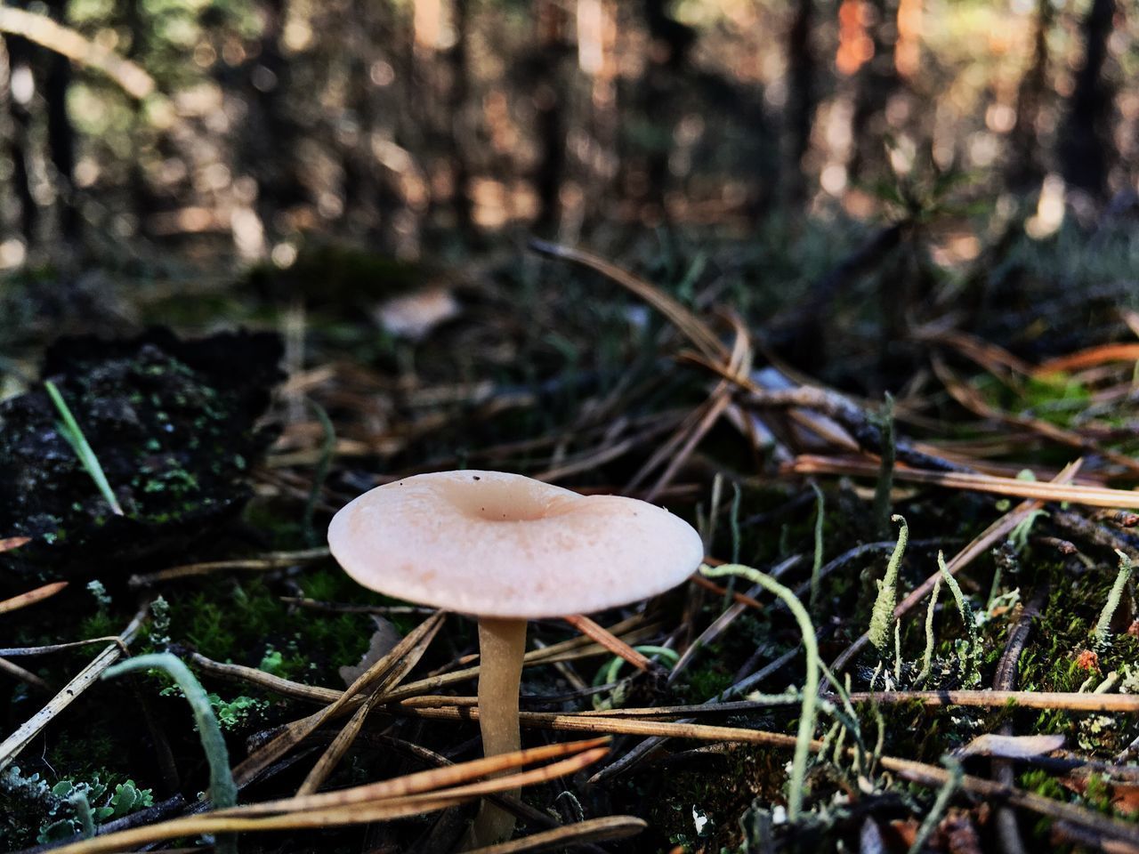 CLOSE-UP OF MUSHROOM GROWING IN FIELD