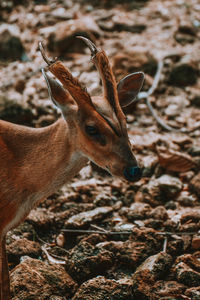 Close-up of deer