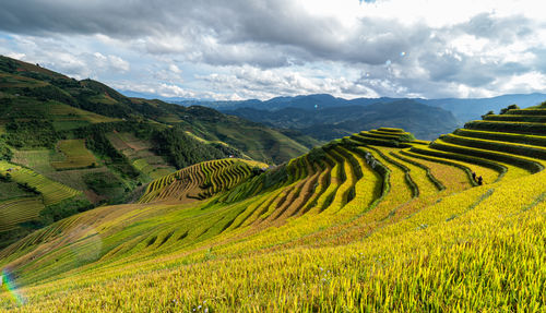 Scenic view of agricultural field against sky