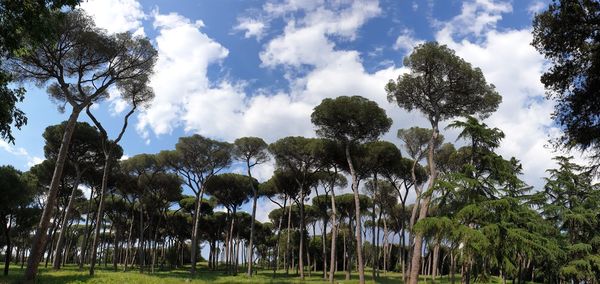 Low angle view of trees against sky