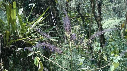 Close-up of plant