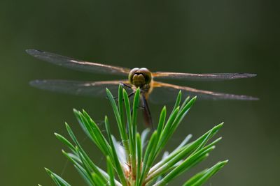 Close-up of dragonfly on plant