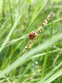 Close-up of ladybug on grass