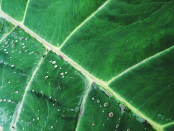 Full frame shot of leaf