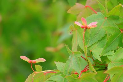 Close-up of leaves