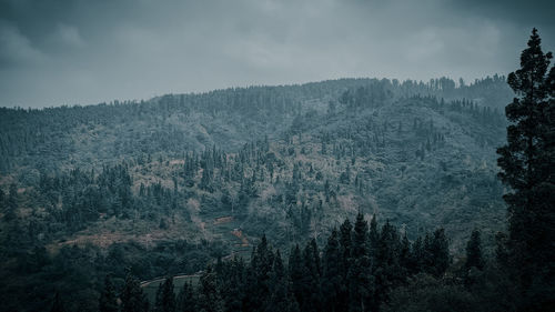 Pine trees in forest against sky