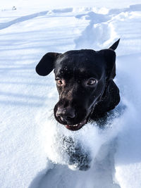 Portrait of black dog in snow