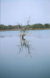 Reflection of trees in calm lake