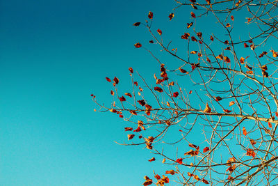 Low angle view of flowering tree against clear blue sky