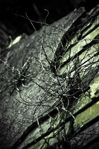 Close-up of plant against blurred background