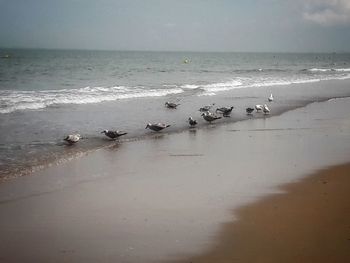 Seagulls on beach