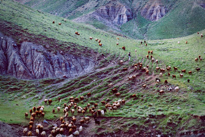 Flock of sheep on a land