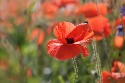 Close-up of red poppy
